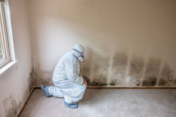 Best Industrial Mold Remediation in Silver Springs Shores, FL